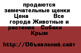 продаются замечательные щенки › Цена ­ 10 000 - Все города Животные и растения » Собаки   . Крым